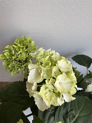 Ortanca Çiçeği (Hydrangea Macrophylla) - Gösterişli Bahar Şöleni – Dolgun Form