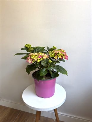 Ortanca Çiçeği (Hydrangea Macrophylla) - Gösterişli Bahar Şöleni – Dolgun Form