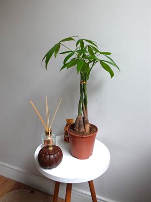 Pachira Aquatica - Para Ağacı 50 Cm