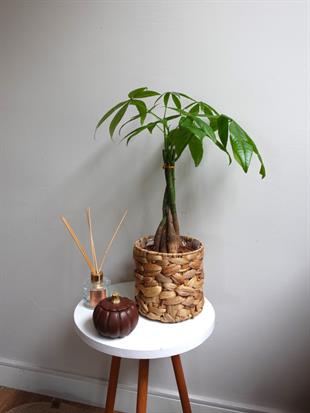 Pachira Aquatica - Para Ağacı 50 Cm