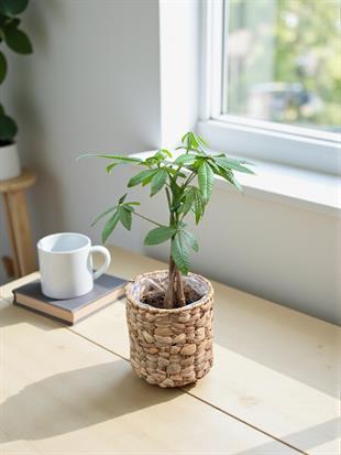 Pachira Aquatica-Para Ağacı 