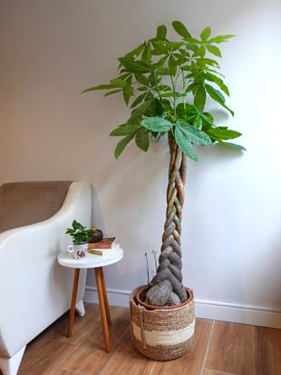 Pachira Aquatica XL Bereket Para Ağacı 160 cm