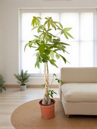 Pachira Aquatica XL Bereket Para Ağacı 160-180 cm