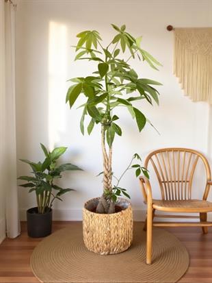 Pachira Aquatica XL Bereket Para Ağacı 160-180 cm