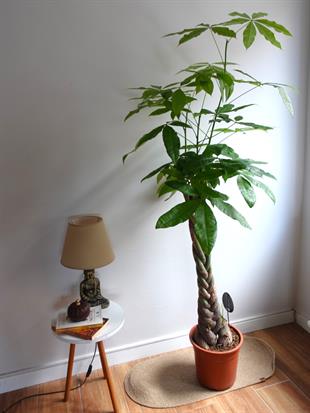 Pachira Aquatica XL Bereket Para Ağacı 160 cm