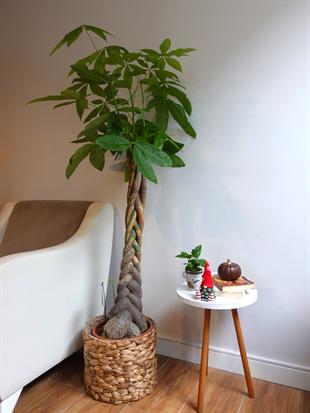 Pachira Aquatica XL Bereket Para Ağacı 160 cm