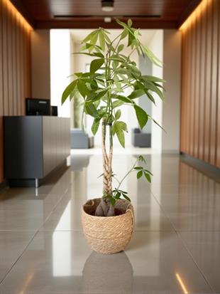 Pachira Aquatica XL Bereket Para Ağacı 160-180 cm