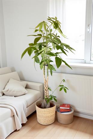 Pachira Aquatica XL Bereket Para Ağacı 160-180 cm