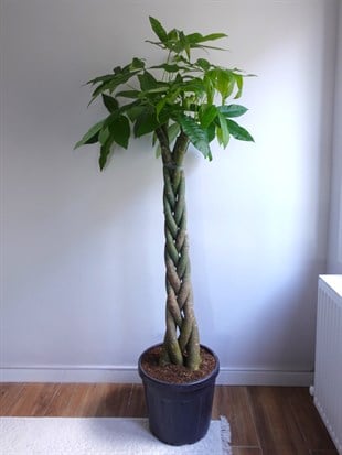 Pachira Aquatica XXL 180-200 cm Bereket Para Ağacı 