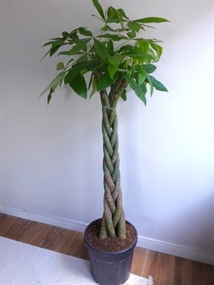 Pachira Aquatica XXL 180-200 cm Bereket Para Ağacı 