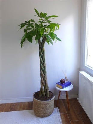 Pachira Aquatica XXL 180-200 cm Bereket Para Ağacı 