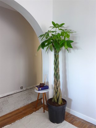 Pachira Aquatica XXL 180-200 cm Bereket Para Ağacı 