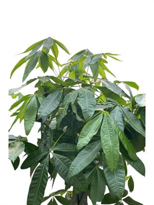 Pachira Aquatica XXL Bereket Para Ağacı 180-200 cm