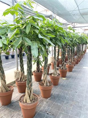 Pachira Aquatica XXL Bereket Para Ağacı 180-200 cm