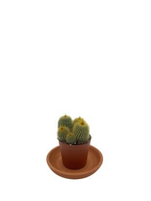 Parodia Leninghausii Kaktüs