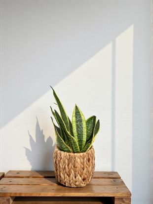Paşa Kılıcı Sansevieria Trifasciata 40 - 50 Cm