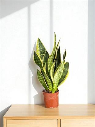 Paşa Kılıcı Sansevieria Trifasciata 40 - 50 Cm