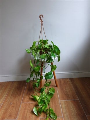 Patos Sarmaşığı Askılı Pothos Epipremnum Aureum 