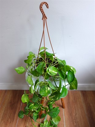 Patos Sarmaşığı Askılı Pothos Epipremnum Aureum 
