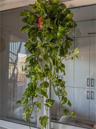 Patos Sarmaşığı Askılı Pothos Epipremnum Aureum 