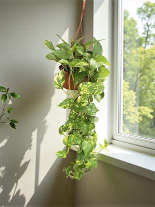 Patos Sarmaşığı Askılı Pothos Epipremnum Aureum 