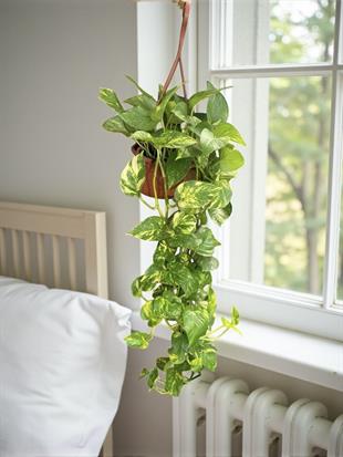 Patos Sarmaşığı Askılı Pothos Epipremnum Aureum 