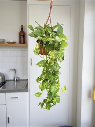 Patos Sarmaşığı Askılı Pothos Epipremnum Aureum 