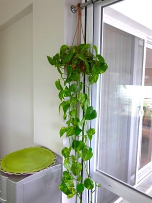 Patos Sarmaşığı Askılı Pothos Epipremnum Aureum 