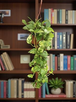 Patos Sarmaşığı Askılı Pothos Epipremnum Aureum 