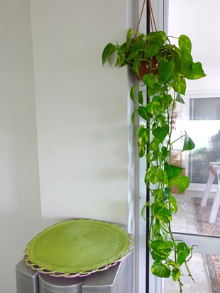 Patos Sarmaşığı Askılı Pothos Epipremnum Aureum 