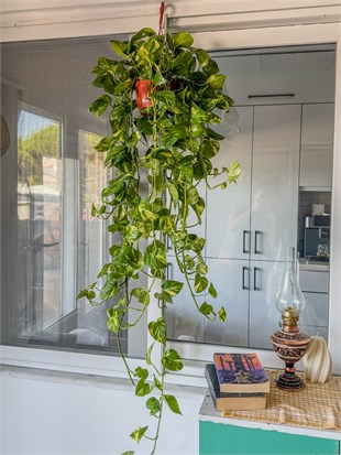 Patos Sarmaşığı Askılı Pothos Epipremnum Aureum 