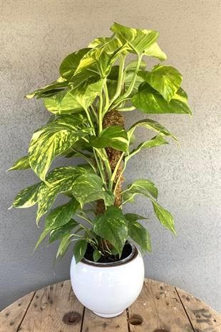 Patos Sarmaşığı Sopalı Yosun Gövdeli 90-100 Cm  Pothos Epipremnum Aureum 