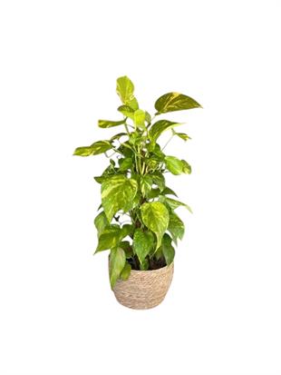 Patos Sarmaşığı Sopalı Yosun Gövdeli 120-130  Cm Pothos Epipremnum Aureum 