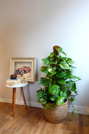 Patos Sarmaşığı Sopalı Yosun Gövdeli 120-140  Cm Pothos Epipremnum Aureum 
