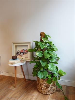 Patos Sarmaşığı Sopalı Yosun Gövdeli 120-140  Cm Pothos Epipremnum Aureum 