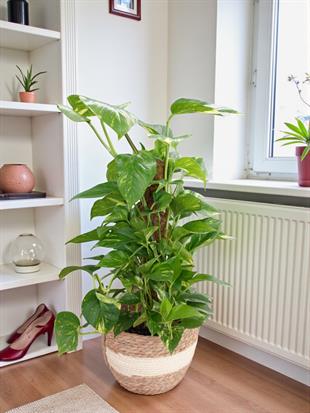 Patos Sarmaşığı Sopalı Yosun Gövdeli 90-100 Cm  Pothos Epipremnum Aureum 