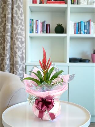 Pembe Alev Kılıcı (Vriesea): Modern Aşkın Heykelsi Zarafeti 🌸