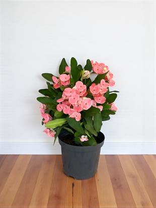 Pembe Euphorbia Milii (Dikenler Tacı) Çiçeği XL Dev Boy