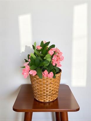 Pembe Euphorbia Milii (Dikenler Tacı) Çiçeği XL Dev Boy