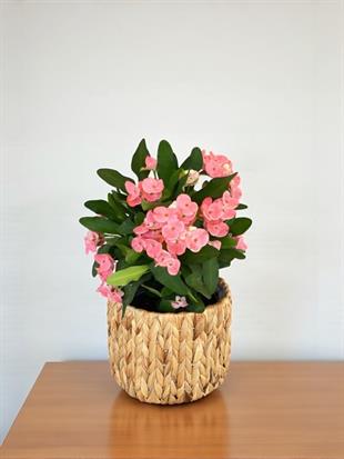 Pembe Euphorbia Milii (Dikenler Tacı) Çiçeği XL Dev Boy