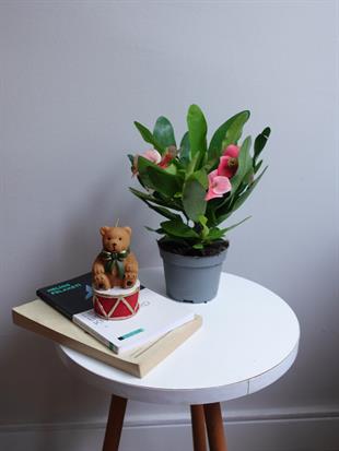 Pembe Euphorbia Milii (Dikenler Tacı Tayland) Çiçeği 25-30 cm