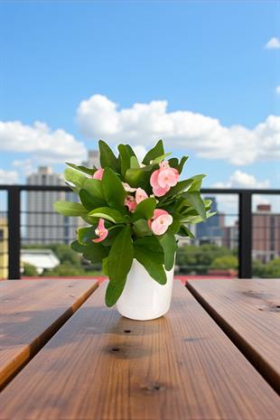 Pembe Euphorbia Milii (Dikenler Tacı Tayland) Çiçeği 25-30 cm