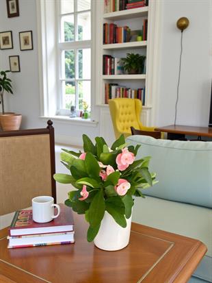 Pembe Euphorbia Milii (Dikenler Tacı Tayland) Çiçeği 25-30 cm