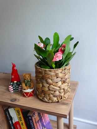 Pembe Euphorbia Milii (Dikenler Tacı Tayland) Çiçeği 25-30 cm