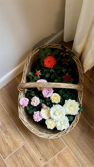 Pembe Gül Bodur Yediveren - Mozart Constanze Rose İthal