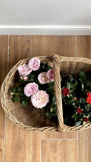 Pembe Gül Bodur Yediveren - Mozart Constanze Rose İthal