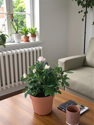 Pembe Gül Yediveren Büyük Boy - Mozart Constanze Rose İthal