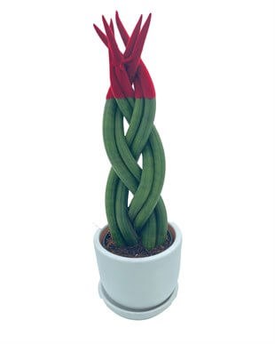 Pembe Renkli Kadife Örgülü Sansevieria Cylindrica (Paşa Kılıcı) 