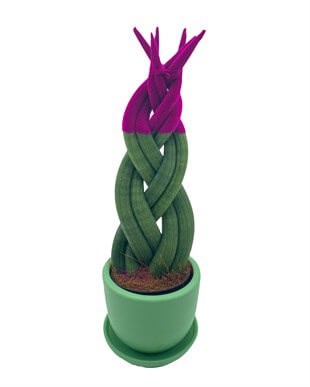 Pembe Renkli Kadife Örgülü Sansevieria Cylindrica (Paşa Kılıcı) 