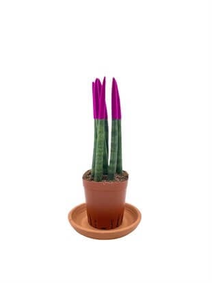 Pembe Renkli Kadife Sansevieria Cylindrica (Paşa Kılıcı)